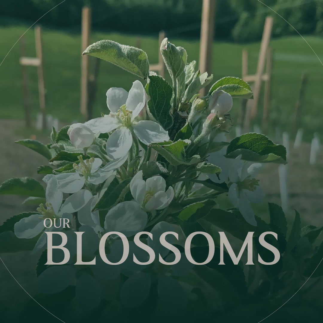 Hello little apple blossoms!