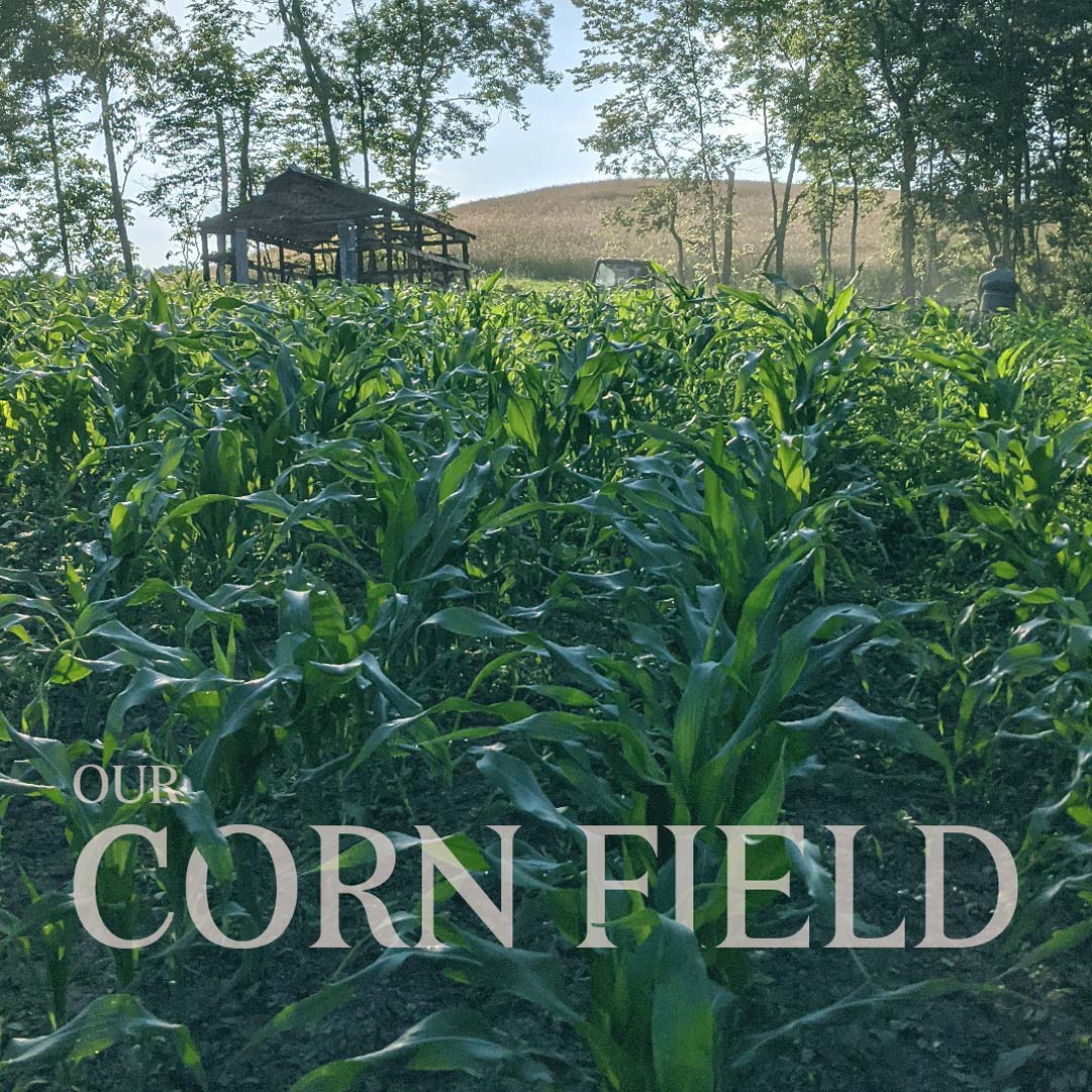 Our corn field